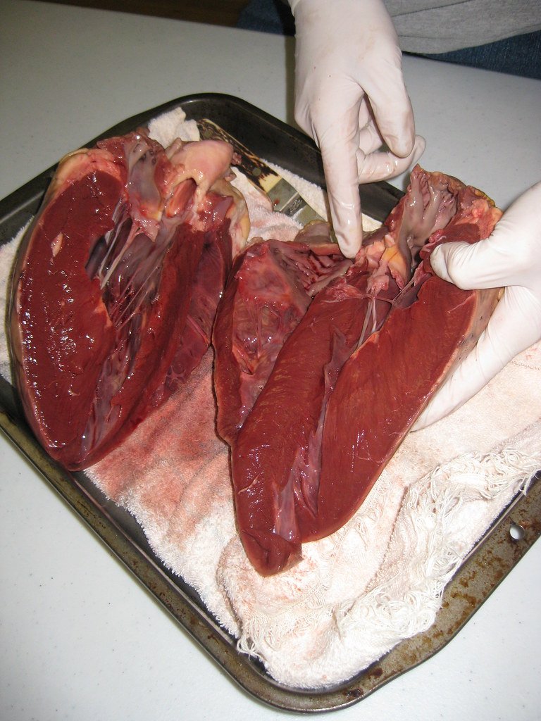 Corazon vacuno